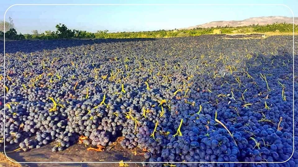 Last year, Afghanistan sold $ 96 million worth of grapes and raisins to world markets.