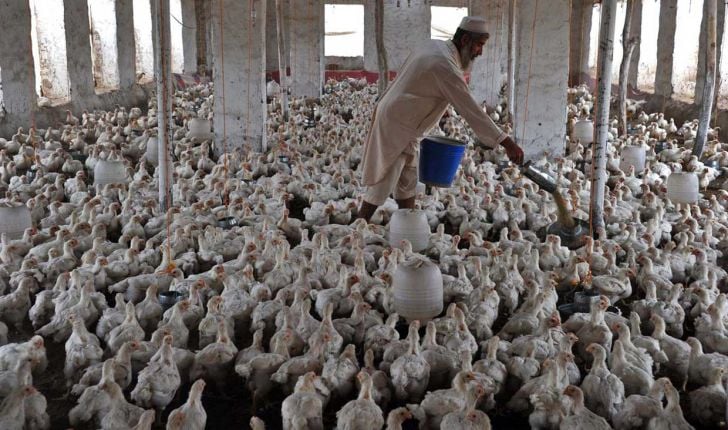 په بلخ ولایت کې دغوښینو چرګانو دتولید ډیروالی