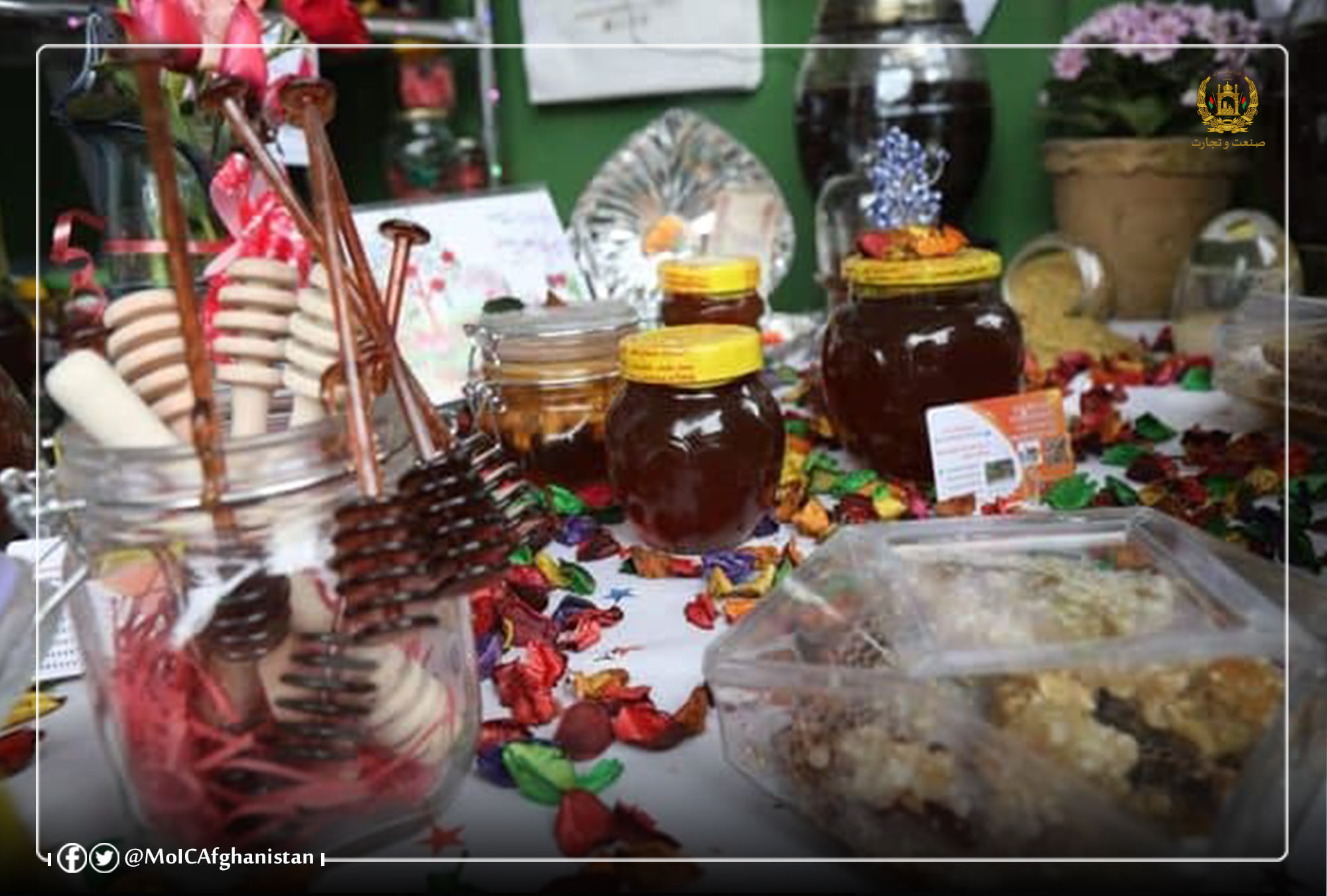 په ننګرهار ولایت کې دشاتو مچیو پرسکتور دپانګونې زیاتوالی