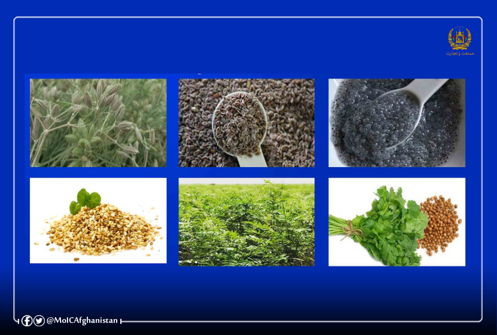 Increase in the Export of Medicinal Plants and Oils