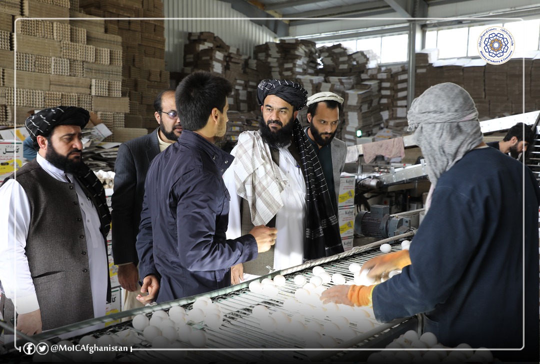 د افغان معیار دچرګانو له فارم څخه لیدنه